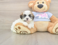 8 week old Teddy Bear Puppy For Sale - Windy City Pups