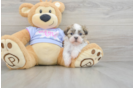 Best Teddy Bear Baby