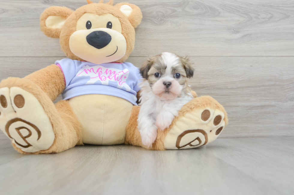 5 week old Teddy Bear Puppy For Sale - Windy City Pups