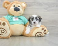 7 week old Teddy Bear Puppy For Sale - Windy City Pups