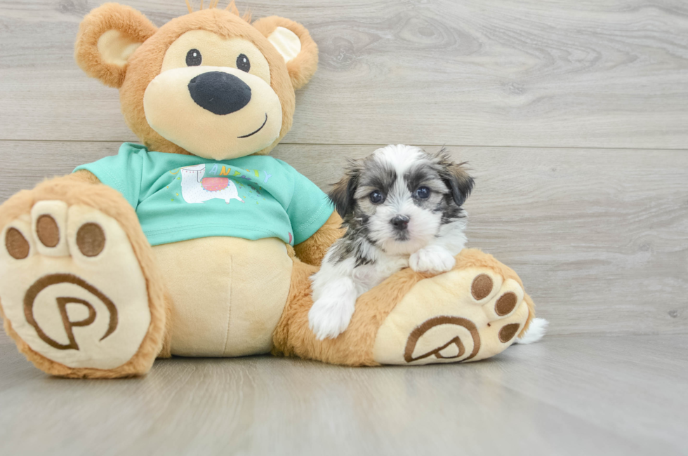 6 week old Teddy Bear Puppy For Sale - Windy City Pups