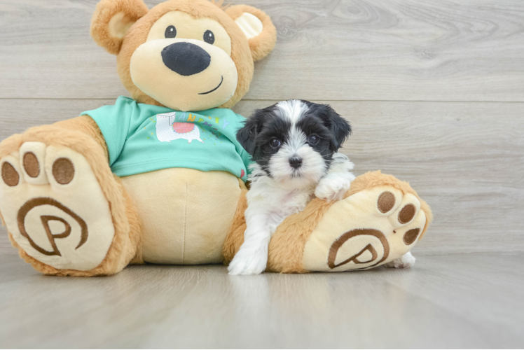 Teddy Bear Puppy for Adoption