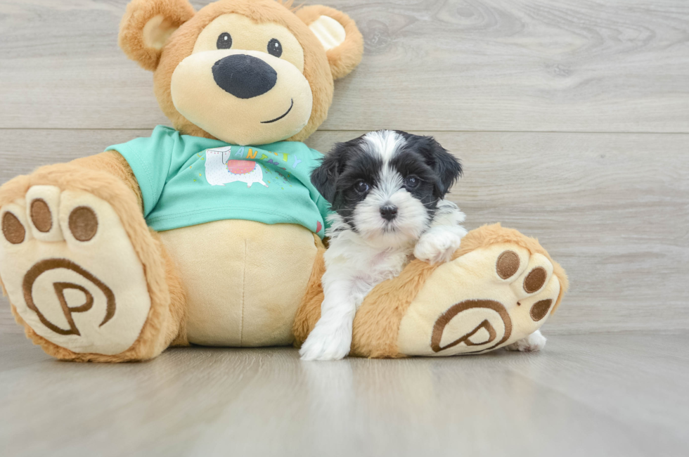 5 week old Teddy Bear Puppy For Sale - Windy City Pups