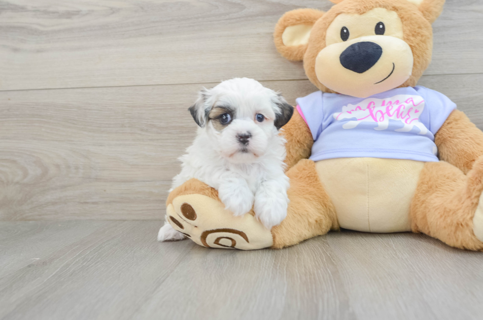 5 week old Teddy Bear Puppy For Sale - Windy City Pups