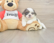 8 week old Teddy Bear Puppy For Sale - Windy City Pups