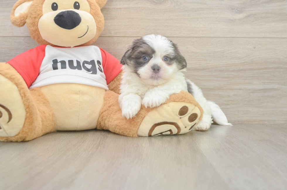 6 week old Teddy Bear Puppy For Sale - Windy City Pups