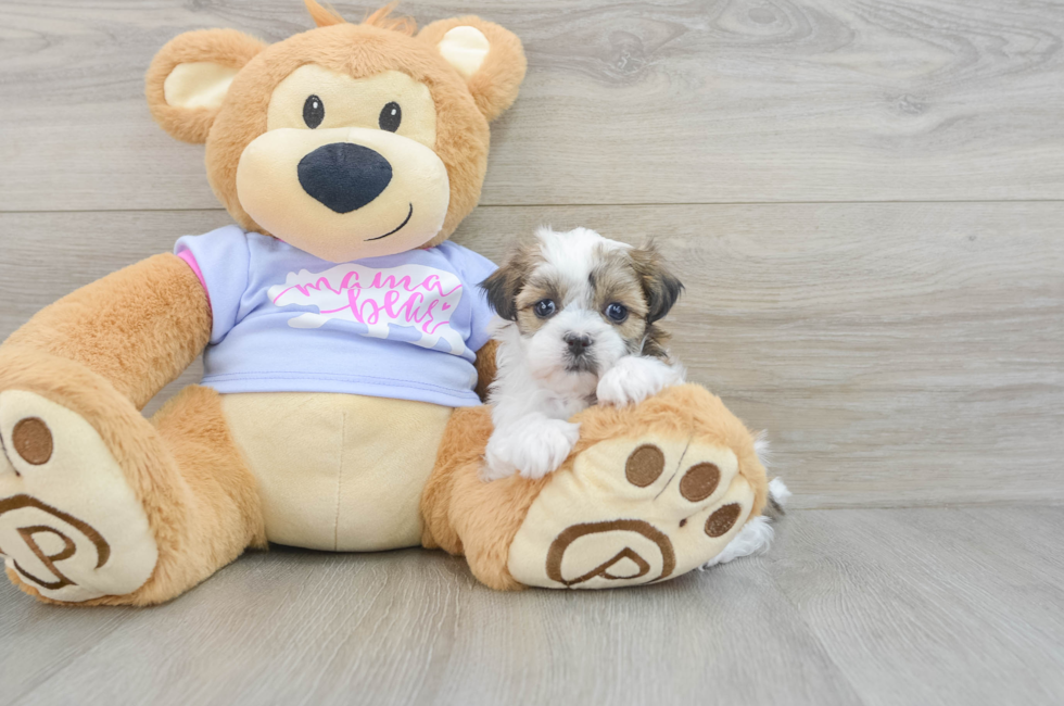 5 week old Teddy Bear Puppy For Sale - Windy City Pups