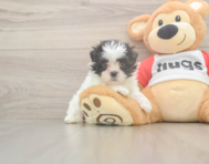 8 week old Teddy Bear Puppy For Sale - Windy City Pups