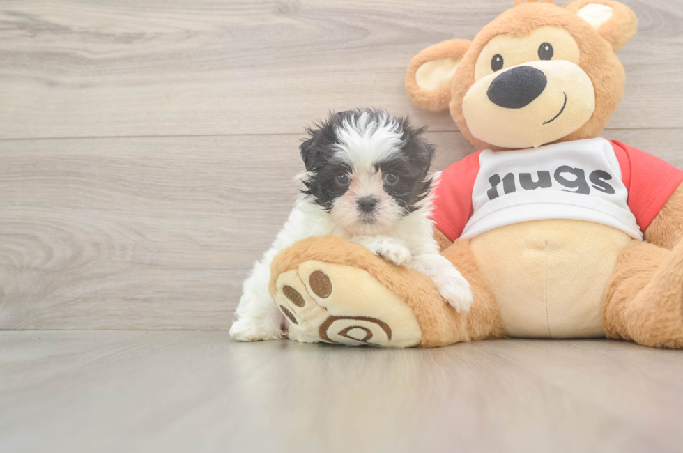 6 week old Teddy Bear Puppy For Sale - Windy City Pups