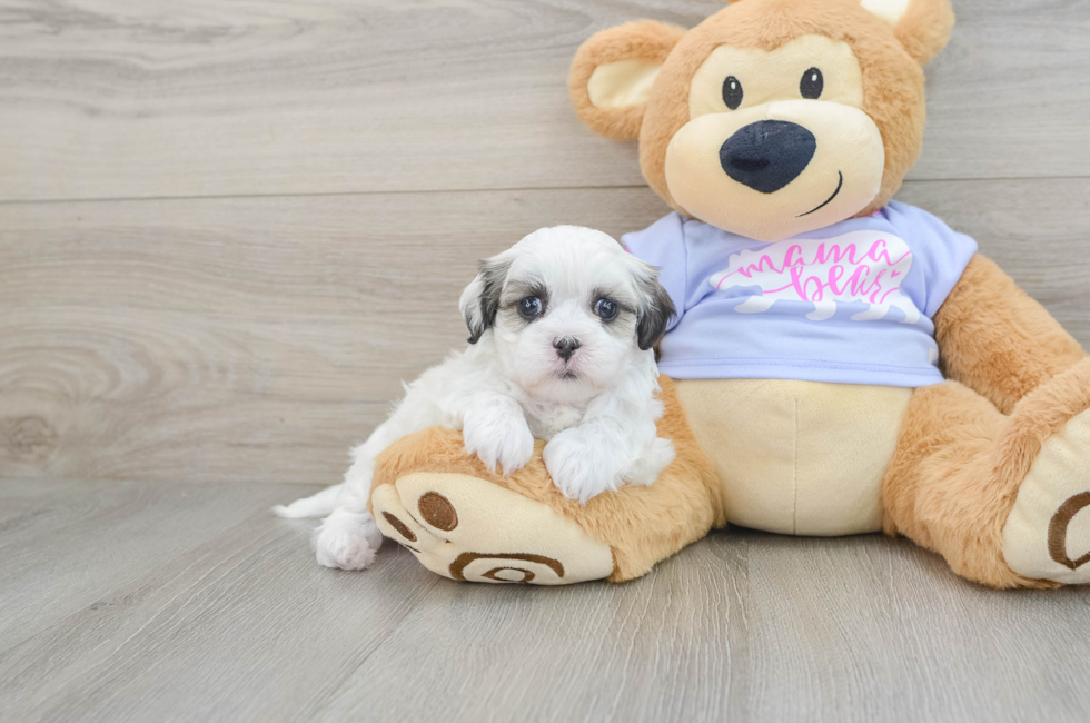 5 week old Teddy Bear Puppy For Sale - Windy City Pups