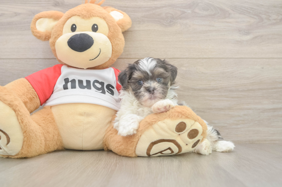 6 week old Teddy Bear Puppy For Sale - Windy City Pups