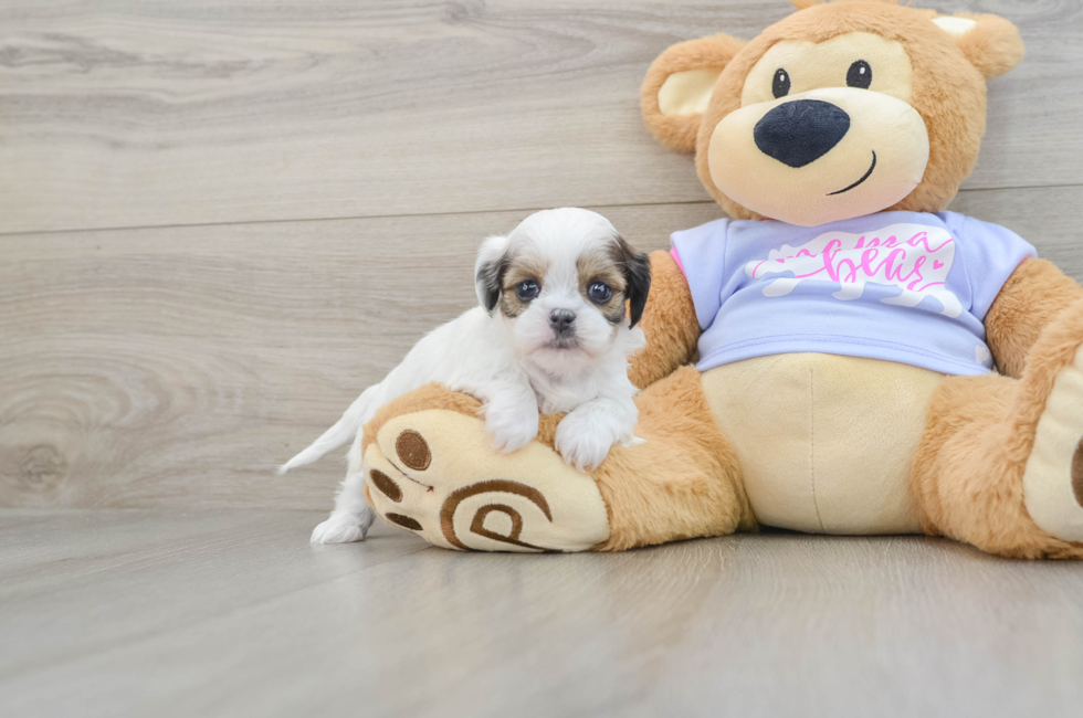 5 week old Teddy Bear Puppy For Sale - Windy City Pups