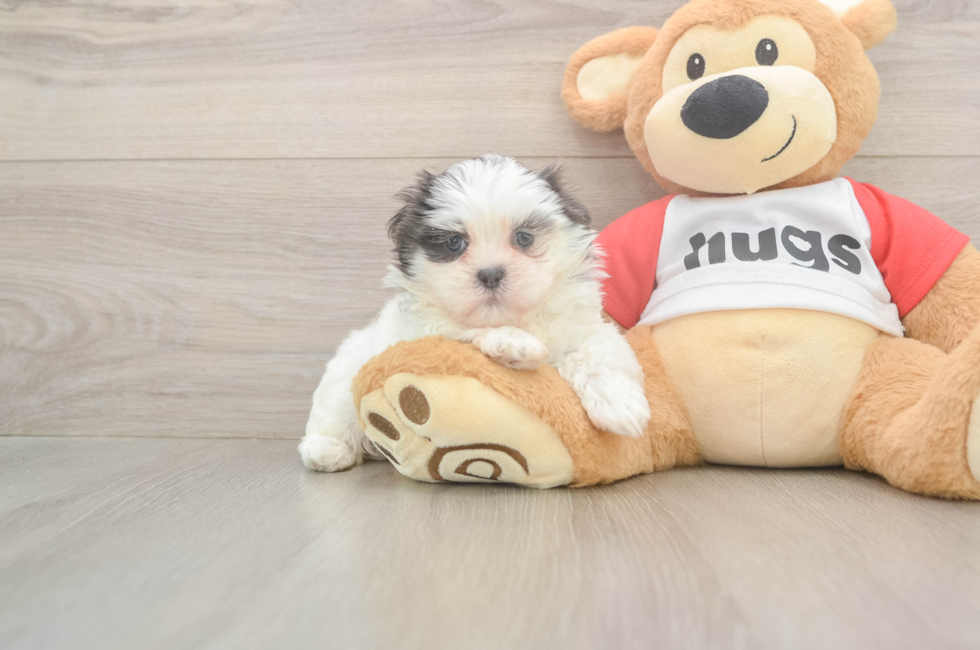 6 week old Teddy Bear Puppy For Sale - Windy City Pups
