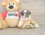 8 week old Teddy Bear Puppy For Sale - Windy City Pups