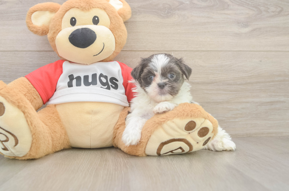 6 week old Teddy Bear Puppy For Sale - Windy City Pups