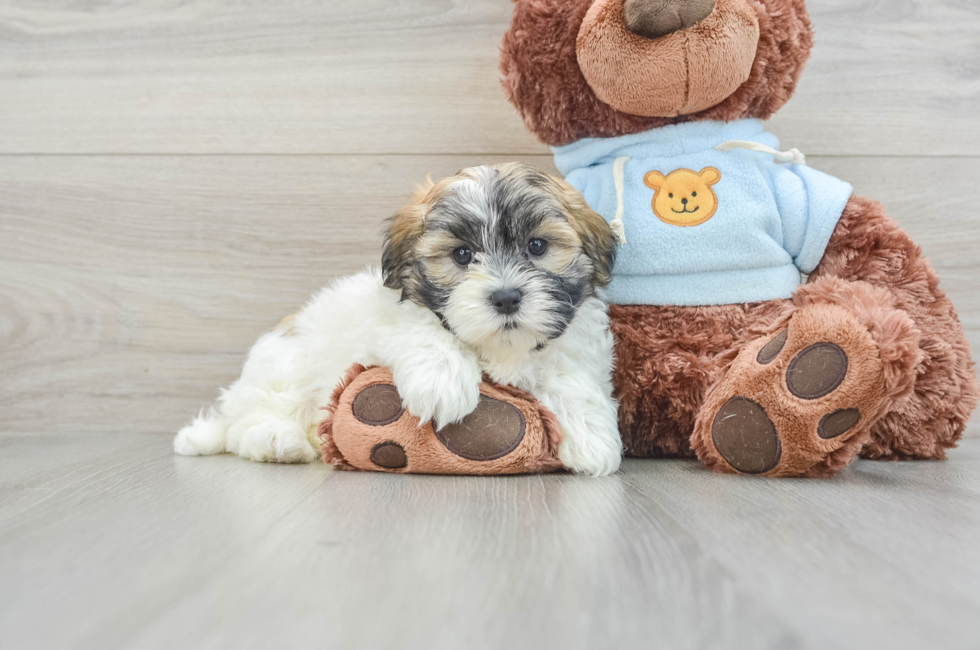 8 week old Teddy Bear Puppy For Sale - Windy City Pups