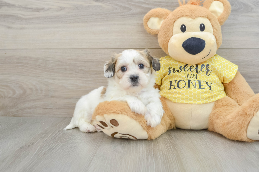 8 week old Teddy Bear Puppy For Sale - Windy City Pups