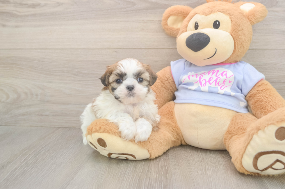 6 week old Teddy Bear Puppy For Sale - Windy City Pups