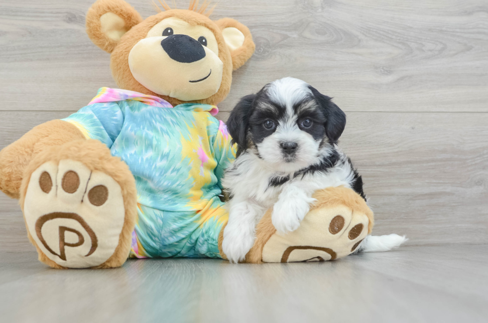 6 week old Teddy Bear Puppy For Sale - Windy City Pups