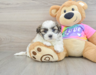6 week old Teddy Bear Puppy For Sale - Windy City Pups