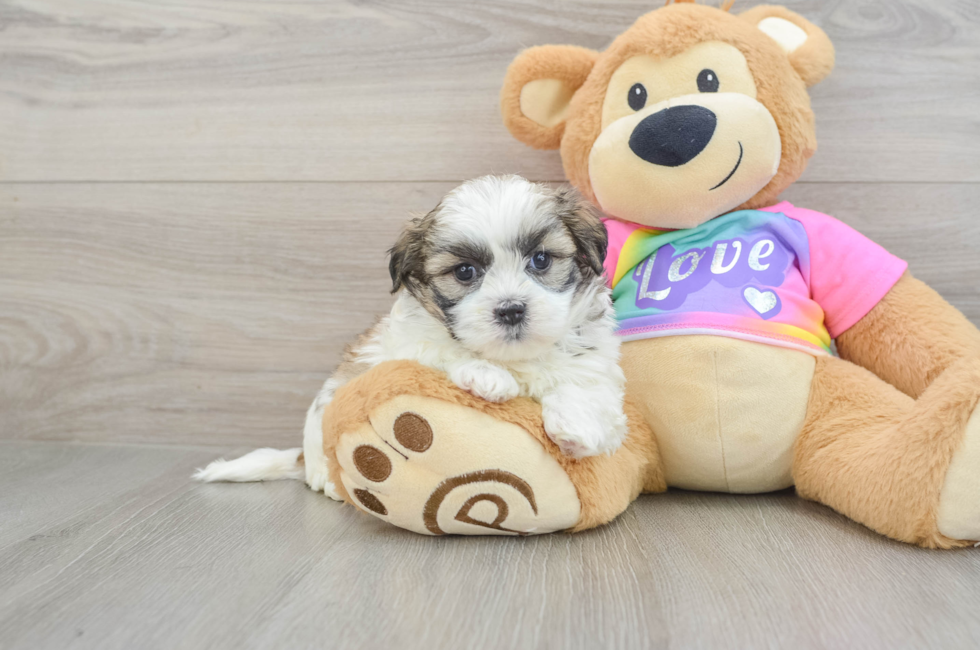 6 week old Teddy Bear Puppy For Sale - Windy City Pups
