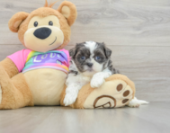 6 week old Teddy Bear Puppy For Sale - Windy City Pups
