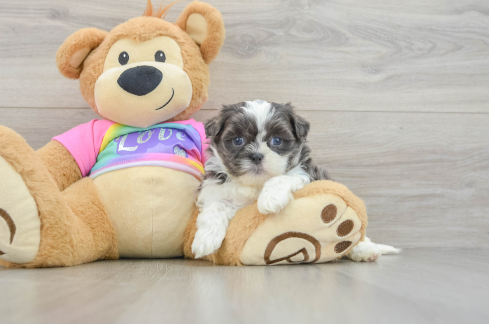 5 week old Teddy Bear Puppy For Sale - Windy City Pups