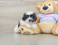 5 week old Teddy Bear Puppy For Sale - Windy City Pups