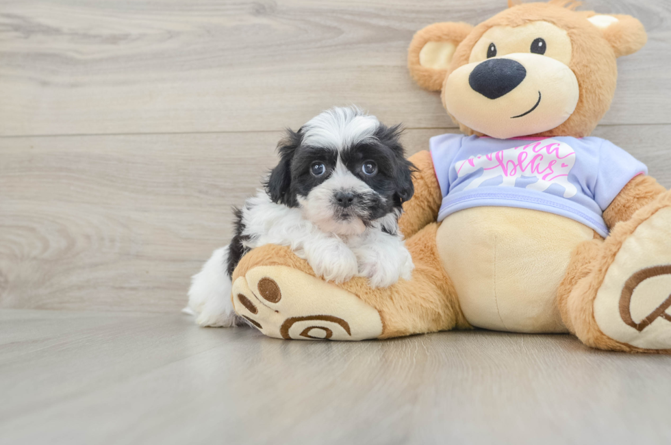 5 week old Teddy Bear Puppy For Sale - Windy City Pups