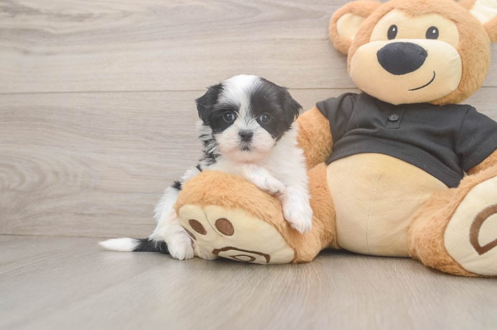 6 week old Teddy Bear Puppy For Sale - Windy City Pups