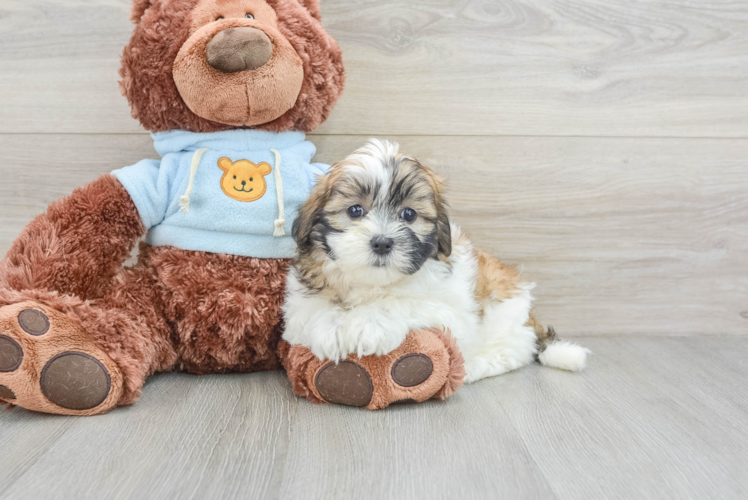 Fluffy Teddy Bear Designer Pup