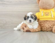 7 week old Teddy Bear Puppy For Sale - Windy City Pups