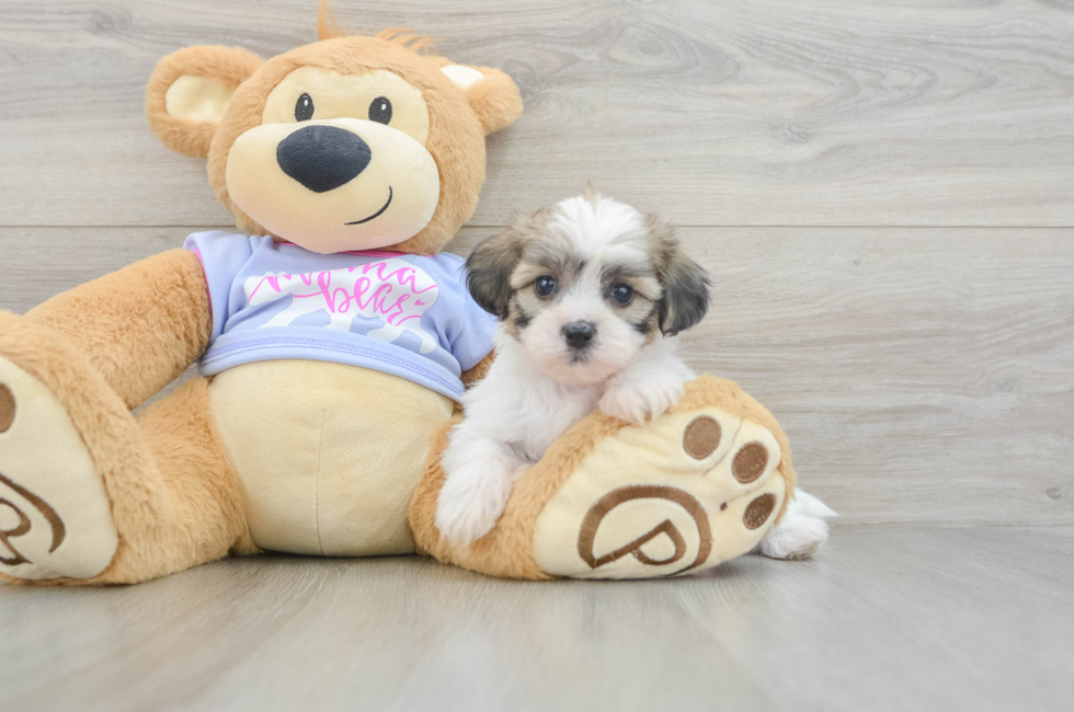 5 week old Teddy Bear Puppy For Sale - Windy City Pups