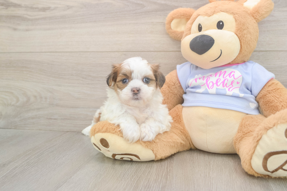 Teddy Bear Puppy for Adoption