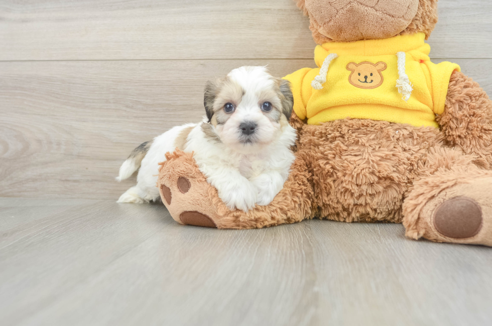 7 week old Teddy Bear Puppy For Sale - Windy City Pups