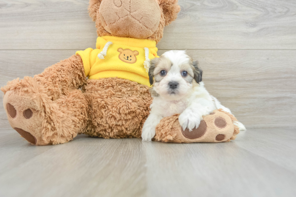 Teddy Bear Pup Being Cute