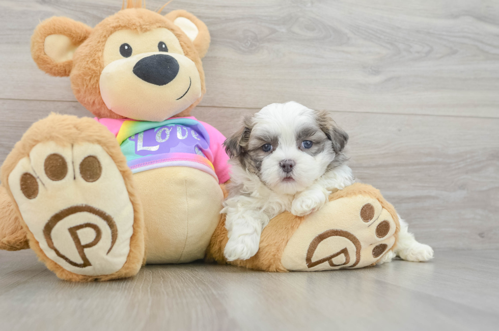 5 week old Teddy Bear Puppy For Sale - Windy City Pups
