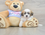 5 week old Teddy Bear Puppy For Sale - Windy City Pups