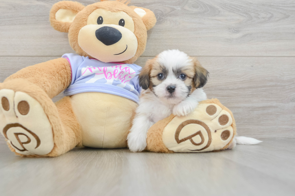 5 week old Teddy Bear Puppy For Sale - Windy City Pups