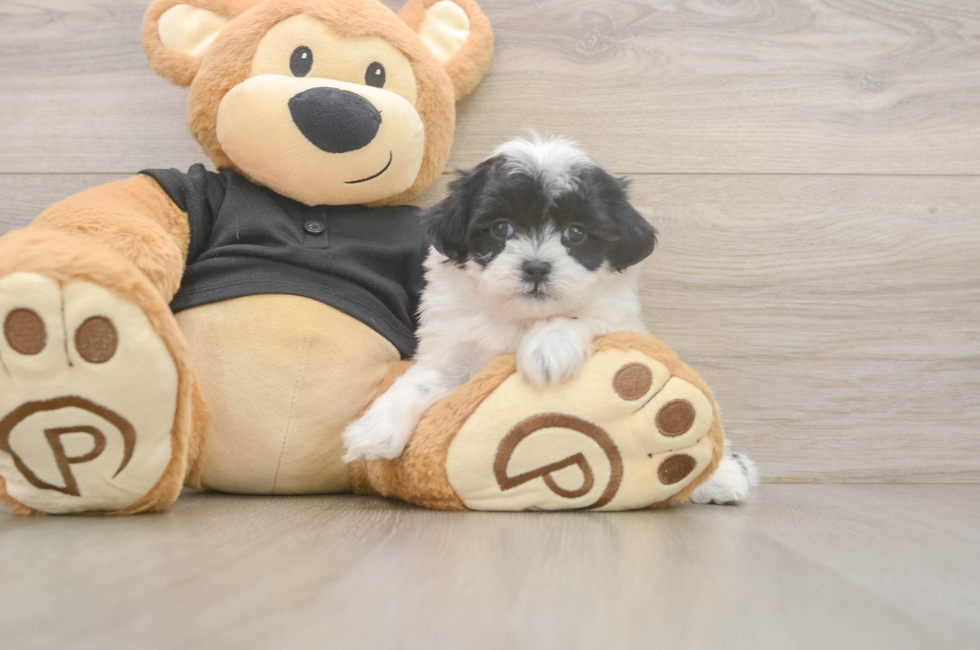 6 week old Teddy Bear Puppy For Sale - Windy City Pups