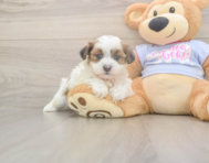 8 week old Teddy Bear Puppy For Sale - Windy City Pups
