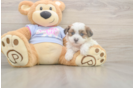 Teddy Bear Puppy for Adoption