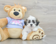 9 week old Teddy Bear Puppy For Sale - Windy City Pups