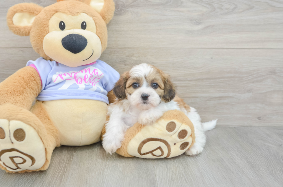 5 week old Teddy Bear Puppy For Sale - Windy City Pups