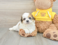 7 week old Teddy Bear Puppy For Sale - Windy City Pups