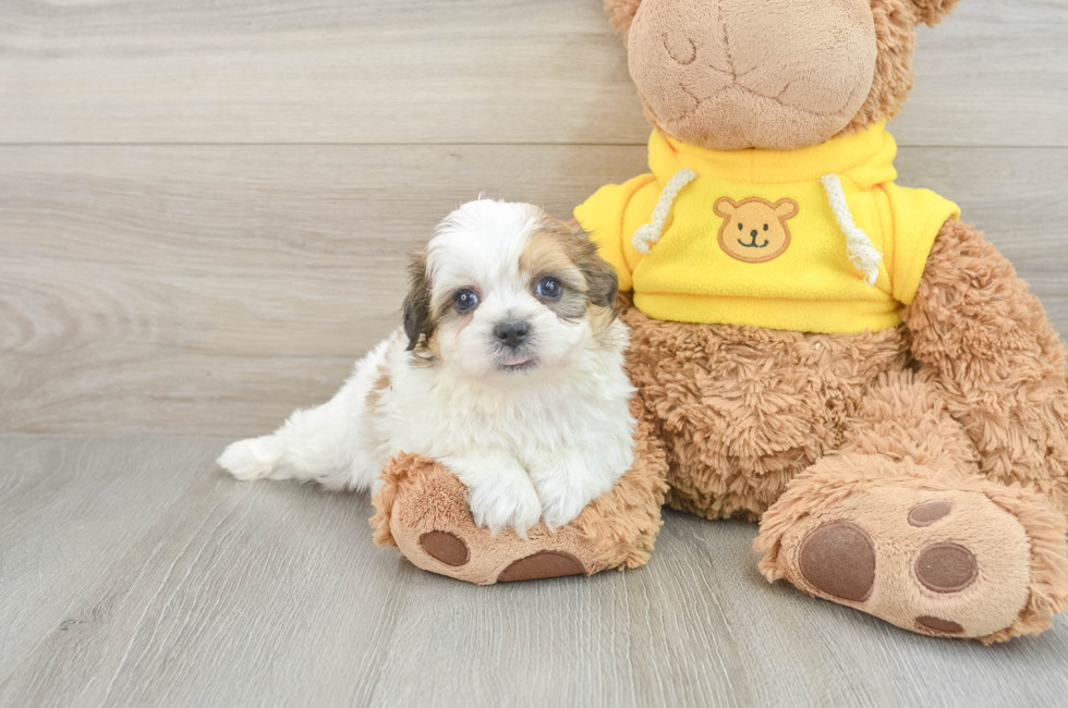 7 week old Teddy Bear Puppy For Sale - Windy City Pups