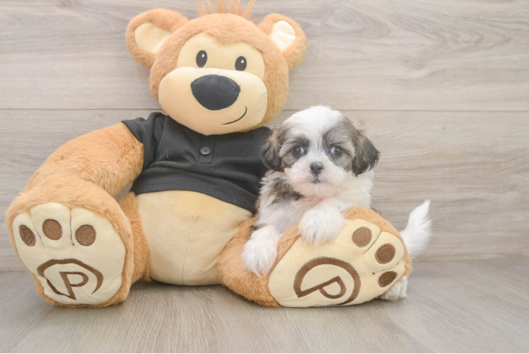 Teddy Bear Puppy for Adoption