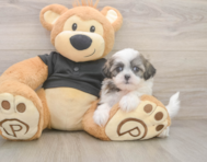 7 week old Teddy Bear Puppy For Sale - Windy City Pups