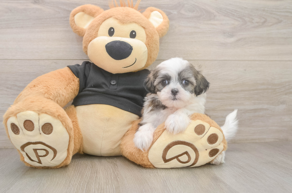 6 week old Teddy Bear Puppy For Sale - Windy City Pups
