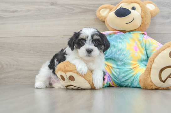 Fluffy Teddy Bear Designer Pup